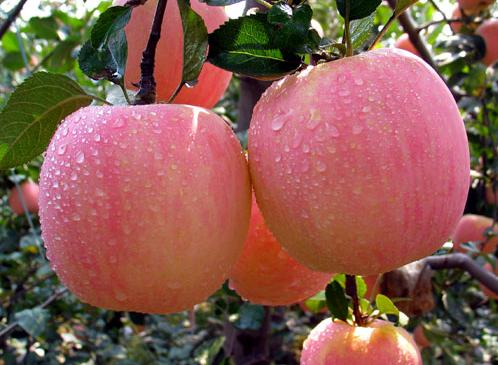 ปลูกแอปเปิ้ลในไทย