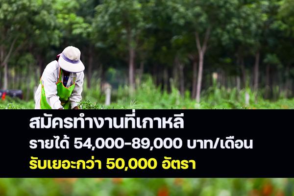 สมัครทำงานที่เกาหลี รายได้ 54,000-89,000 บาท/เดือน รับเยอะกว่า 50,000 อัตรา