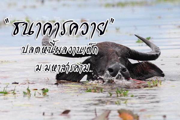 “ธนาคารควาย” ปลดหนี้ผลงานเด็ก ม.มหาสารคาม