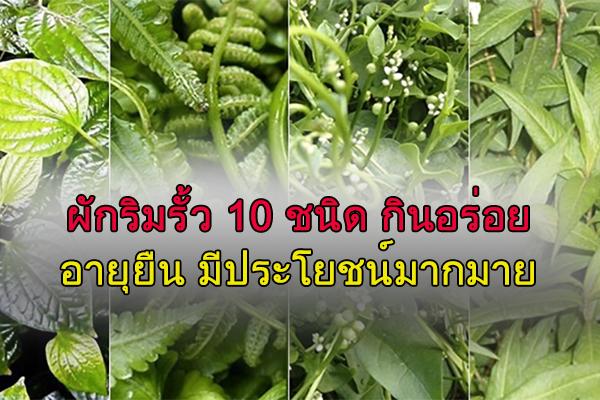 ผักริมรั้ว 10 ชนิด กินอร่อยแถมยังอายุยืน มีประโยชน์มากมาย