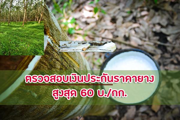 เช็คเงินประกันราคายางพารา ตรวจสอบสิทธิ์และแจ้งผลการโอนเงิน ของ ธ.ก.ส.